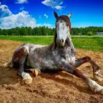 emphysème de cheval