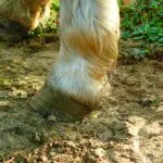 soigner gale de boue cheval