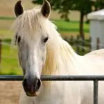 cheval albinos