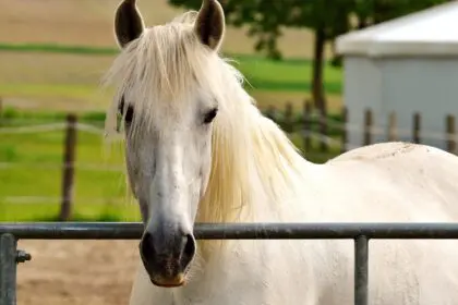 cheval albinos