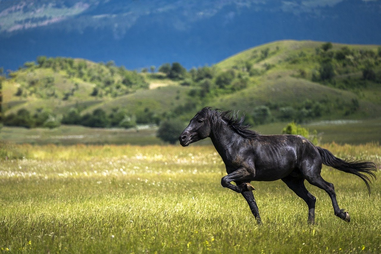 Le Cheval Le Plus Rapide Du Monde