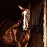 durée de vie d'un cheval