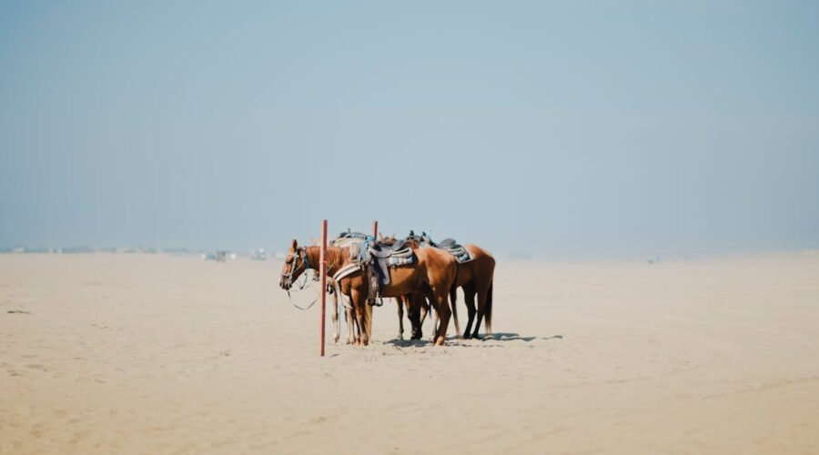 découvrez comment apaiser et comprendre un cheval nerveux. explorez des conseils pratiques, techniques de gestion du stress et des moyens d'améliorer la relation avec votre équidé pour favoriser son bien-être.