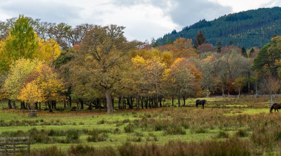 découvrez le monde fascinant de la capture de chevaux avec horse-capture. explorez des techniques innovantes, des conseils d'experts et des histoires inspirantes pour tous les passionnés d'équitation.