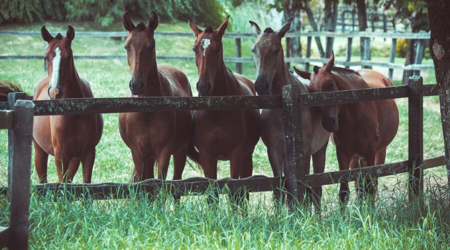 découvrez l'univers fascinant des chevaux : leur beauté majestueuse, leur histoire captivante et leur rôle essentiel dans notre culture. explorez des conseils pour leur soin, l'équitation et la connexion unique entre l'homme et ces animaux nobles.
