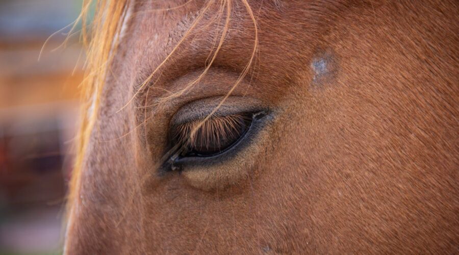 découvrez l'anatomie du cheval, une exploration fascinante des systèmes musculaire, squelettique et organique de cet animal majestueux. apprenez comment chaque partie contribue à la performance et au bien-être du cheval.
