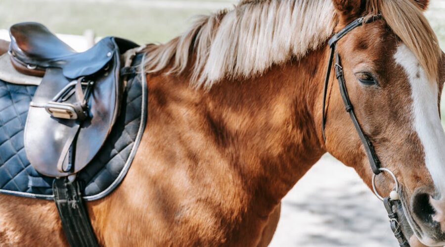 découvrez steeds, votre destination incontournable pour tout ce qui touche à l'équitation. explorez notre large gamme de produits de qualité, des équipements pour cavaliers aux accessoires pour chevaux, tout en bénéficiant de conseils d'experts pour une expérience équestre optimale.