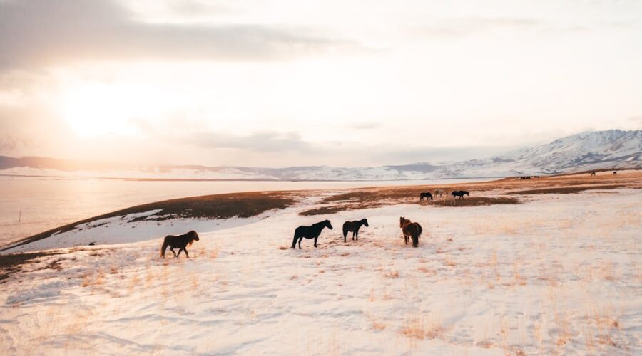 découvrez l'univers fascinant des chevaux froids : leur caractère, leurs soins et les particularités qui les rendent uniques. explorez des conseils pour leur bien-être et apprenez tout sur ces magnifiques équidés.