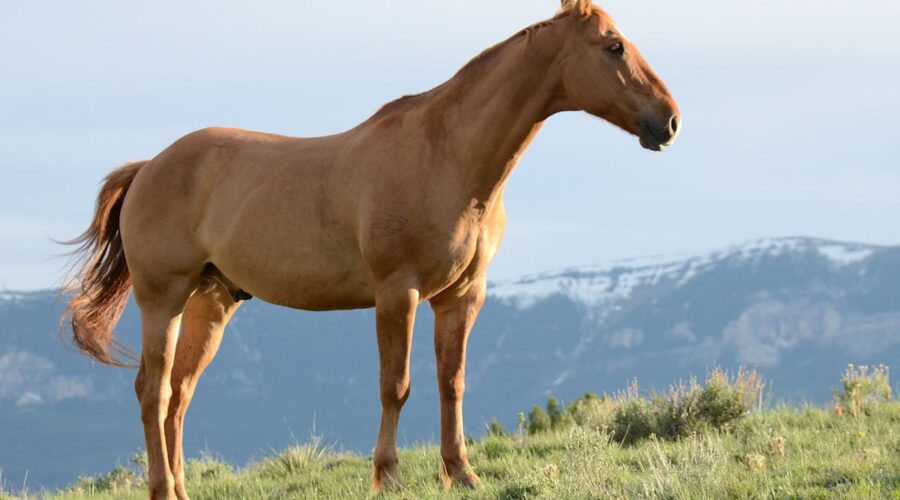 fourbure cheval