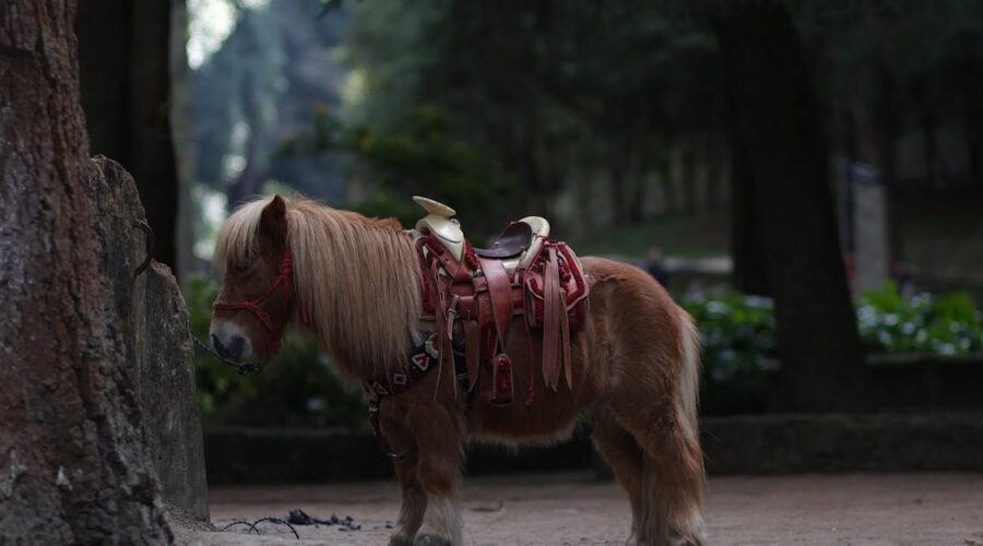 découvrez les étriers flex-on, alliant confort, performance et innovation. conçus pour les cavaliers modernes, ils offrent une flexibilité optimale et un maintien sécurisé, tout en ajoutant une touche d'élégance à votre équipement équestre. essayez-les et ressentez la différence !