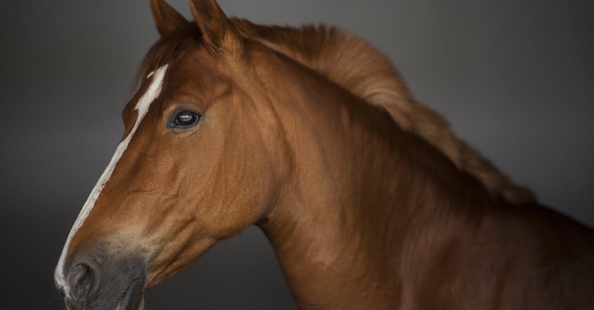 Galop 2 - Les différentes robes de chevaux à explorer