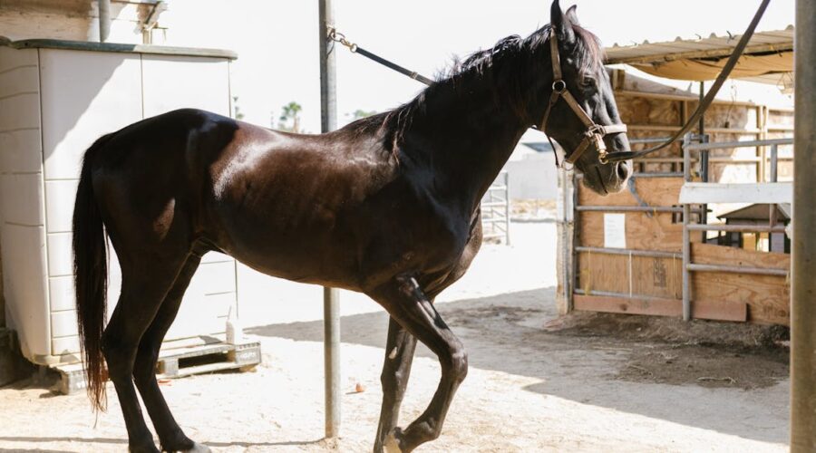 découvrez nos conseils et astuces pour le soin des sabots. apprenez à maintenir la santé et le bien-être de vos chevaux grâce à des techniques de soin efficaces et adaptées.