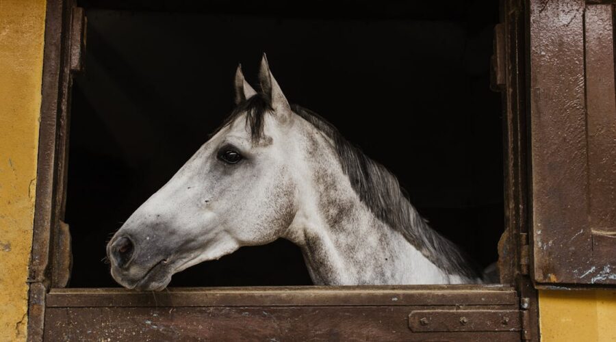 découvrez l'univers des écuries avec notre guide complet sur les stabilités équestres. apprenez à choisir, aménager et entretenir votre écurie pour assurer le bien-être de vos chevaux.